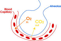 Gas Exchange In The Aveolus Simple En Svg